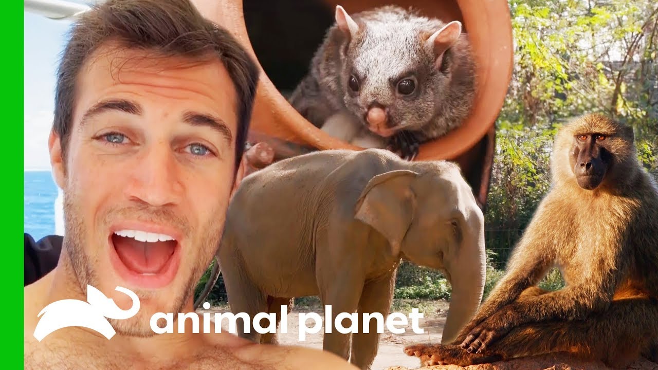 dr. evan antin