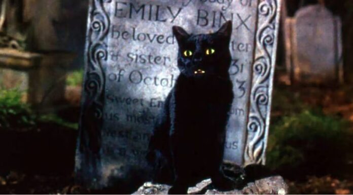 Hocus Pocus-cat